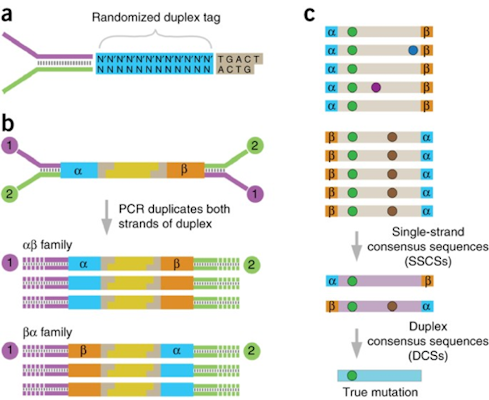 Duplex Sequencing Schema from Kennedy et al 2014